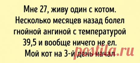 15 историй, которые доказали, что человечество недооценивает всю хитрость и мудрость кошек