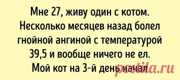 15 историй, которые доказали, что человечество недооценивает всю хитрость и мудрость кошек