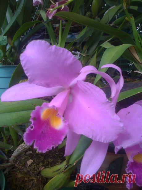 Orquidea