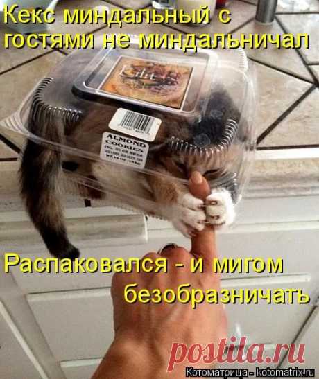 Котоматрица: Круть