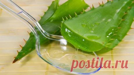 Замечательный рецепт для тех, кто хочет укрепить зрение
Это рецепт давний. Пренадлежит академику Филатову. (Переписан с информационной доски в одесской клинике глазных заболеваний в 60-х годах).
Рецепт для укрепления зрения
Ингредиенты:
100 г сока алоэ
5…