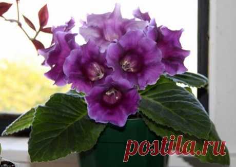 Красавица глоксиния: размножение семенами и листом

Глоксиния – потрясающе красивое растение семейства Геснериевые. Над широкими бархатистыми листьями, собранными в пучок, на длинных сочных цветоносах возвышаются крупные, изящные цветки-граммофончики, в зависимости от сорта, окрашенные в яркие фиолетовые, синие, красные, розовые, белые тона. Цветоводы любят глоксинию за праздничную декоративность, неплохой сортамент и разнообразие способов размножения.