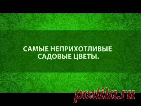 Самые неприхотливые садовые цветы. Сайт &quot;Садовый мир&quot;