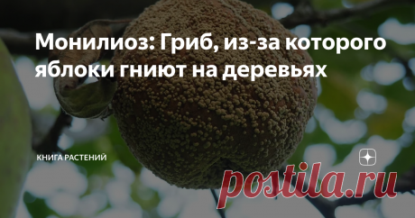 Монилиоз: Гриб, из-за которого яблоки гниют на деревьях Типичная ситуация: приезжаешь ты в деревню к бабушке, идёшь по саду, а там гнилые сливы и яблоки. Причем на деревьях! Почему же происходит этот ужас, и кто в этом виноват? Давайте разберёмся.
Когда-нибудь задумывались, что это за точки на гнилых яблоках?
Виновники трагедии — грибы-паразиты из рода Monilia. Вот не сидится этим организмам в земле: то пшеницу поразят, то плодовые деревья. Нетрудно