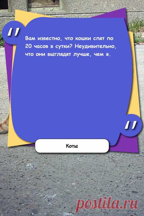 Цитата про «Котов» — Вам известно, что кошки спят по 20 часов в сутки?…