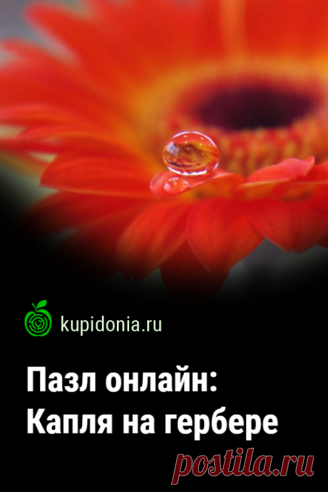 Пазл: Капля на гербере. Красивый яркий пазл онлайн с большим цветком из серии «Пазлы с цветами онлайн». Собирай пазлы на сайте.