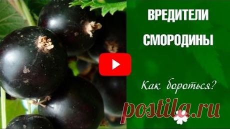 (11) Одноклассники