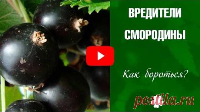 (11) Одноклассники
