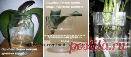 Реанимируем орхидеи. 
Какие у вас способы реанимации? Поделитесь опытом! 

Орхидеи достаточно живучие растения, реанимация возможна, даже если цветок уже без корней. Каким бы плохим не казалось здоровье растения, всегда есть шанс на его спасение. Если все сделать верно, то уже спустя несколько месяцев орхидея пойдет на поправку, и сможет расцвести вновь! 

Если ваша орхидея осталась без листьев, высохли цветоносы, то пора делать реанимацию растения как можно скорее! Начать...