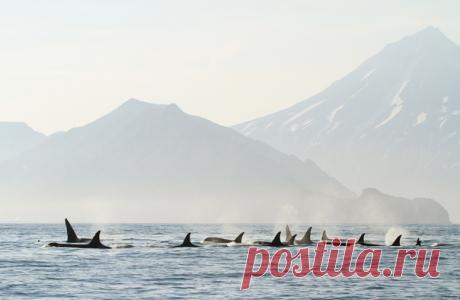 «Семейное фото». Косатки из семей Капли, Хуки и Призрака в лучах заходящего солнца. Фото сделала в Авачинском заливе на Камчатке Екатерина Борисова (nat-geo.ru/photo/user/353183/) в рамках Дальневосточного проекта по исследованию косаток.