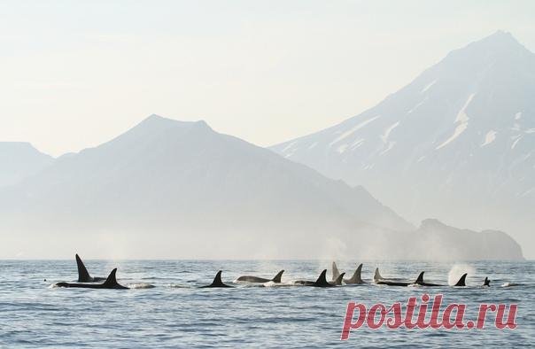 «Семейное фото». Косатки из семей Капли, Хуки и Призрака в лучах заходящего солнца. Фото сделала в Авачинском заливе на Камчатке Екатерина Борисова (nat-geo.ru/photo/user/353183/) в рамках Дальневосточного проекта по исследованию косаток.