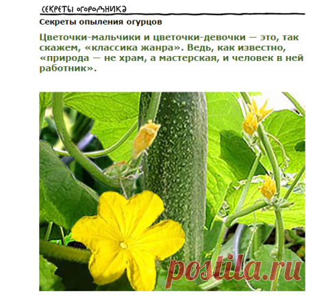 Секреты опыления огурцов » Уютный сад
