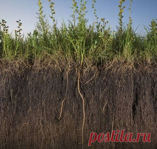 Как повысить плодородие почвы в огороде