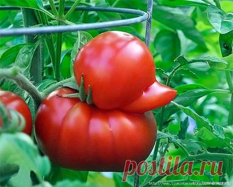 Полузабытый "дедовский" рецепт подкормки томатов