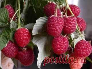 Как без ущерба для урожая омолодить свой малинник?