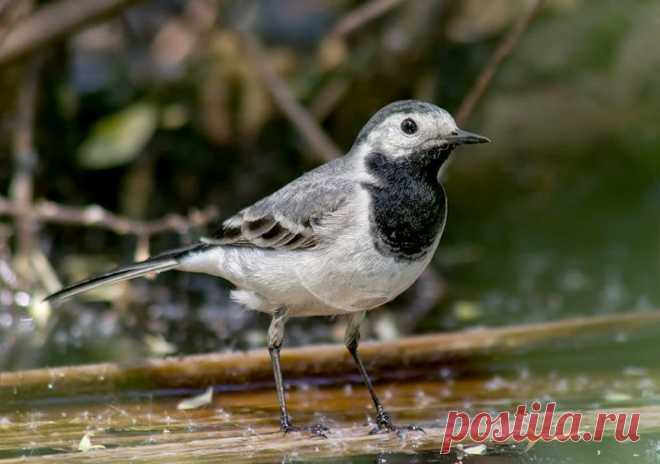 трясогузка