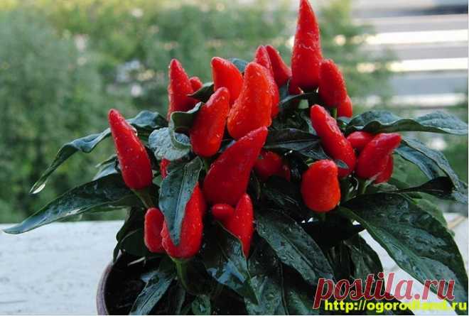 Декоративный (острый) перец в доме. Выращивание и уход 
Декоративный (острый) перец на подоконнике
Поговорим о том, как выращивать острый декоративный перец в домашних условиях, а также о том, как обеспечить правильный уход за перцем, так, чтобы он радова…