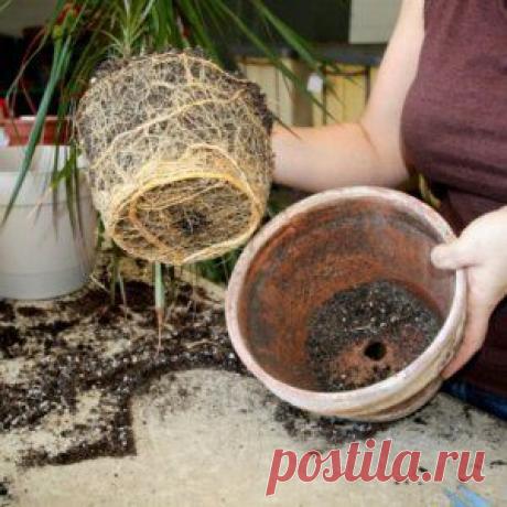 Усадьба | Цветы в доме : Не забыть сделать в марте...