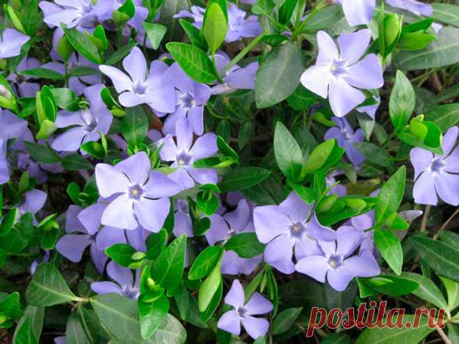 Многолетний садовый цветок Барвинок (Vinca). Многолетник со стелющимися побегами, на всем протяжении легко укореняющийся, вечнозеленый. Цветки пазушные лазурно-синие. В настоящее время выведены новые сорта с пестрыми листьями и крупными махровыми цветками белой, красной, фиолетовой окраски.

Основные виды.
Наиболее распространен б.малый (V.minor). Садовые формы: белоцветковая Alba, махровая Multiplex и пестролистная Aaureo-variegata. Реже разводят б.большой (V.major).