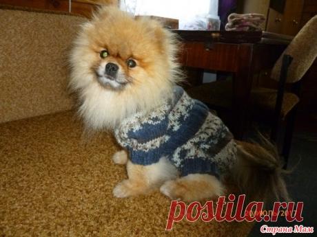 Комбез для собачки. - Гардероб для наших любимых питомцев (собак, кошек) - Страна Мам