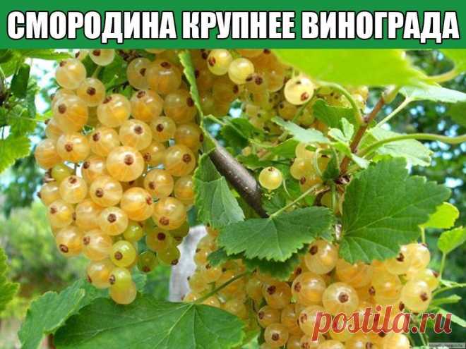 СМОРОДИНА КРУПНЕЕ ВИНОГРАДА
