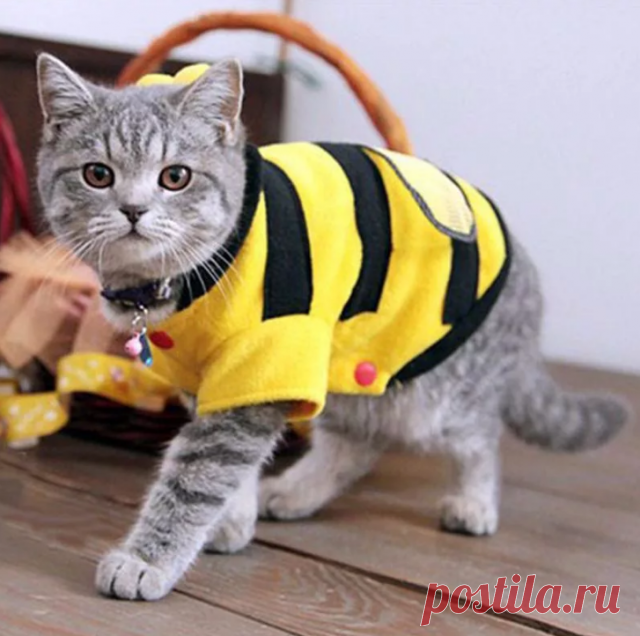 Выкройка одежды для кошек и котов своими руками, выкройки подробно, из чего шить, пошаговая инструкция изготовления