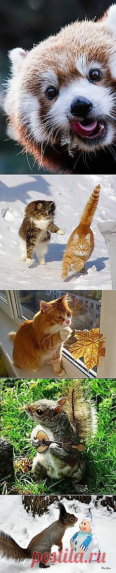 Svetlana Minelli: Зверье мое | Постила.ru