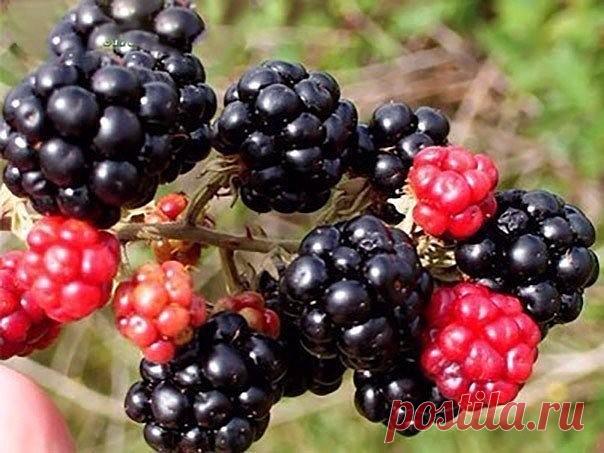 Одноклассники