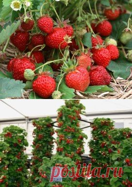 подкорка для клубники