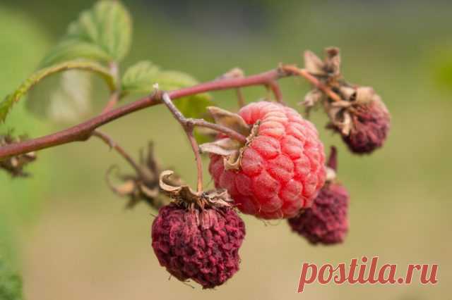 10 самых распространённых болезней малины и методы борьбы с ними