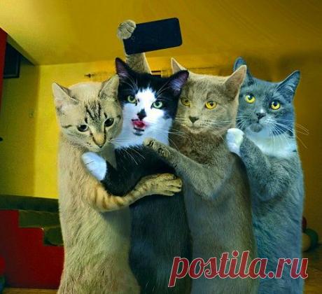 Котоселфи — вы умрете!