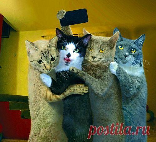 Котоселфи — вы умрете!