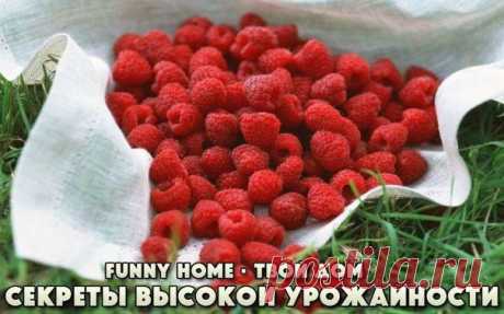 СЕКРЕТЫ ВЫСОКОЙ УРОЖАЙНОСТИ МАЛИНЫ