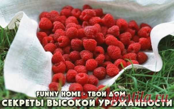 СЕКРЕТЫ ВЫСОКОЙ УРОЖАЙНОСТИ МАЛИНЫ