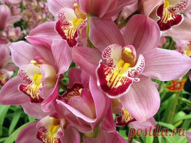 В ДИВНОМ ПАРКЕ ЦВЕТУТ ОРХИДЕИ... | Самоцветик