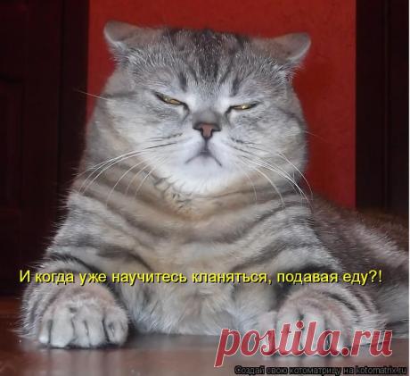 dlyakota.ru_kotiotkotomatrici_1328984580941.jpeg (изображение «JPEG», 750 × 686 пикселов) - Масштабированное (87%)