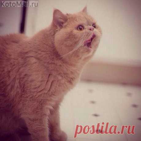 Ого!!! | KotoMail.ru