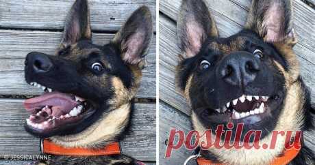 20 крутейших фотографий, которыми собаки могут гордиться