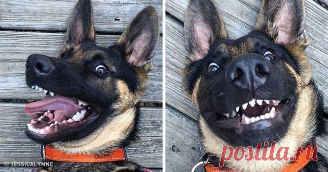 20 крутейших фотографий, которыми собаки могут гордиться