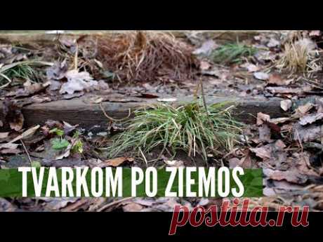 Varpinių augalų priežiūra pavasarį (kaip kirpti miskantus, viksvas ir kitus varpinius)