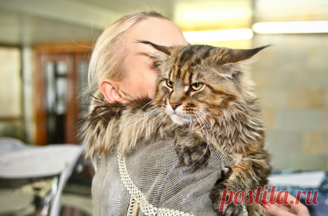 Тяжёлая дума на мохнатой мосе: Как коты наказывают непослушных людей (+ смешные фото) | Лариса Кречетова | Яндекс Дзен