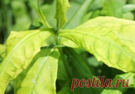 Продолжим наше знакомство с листьями...