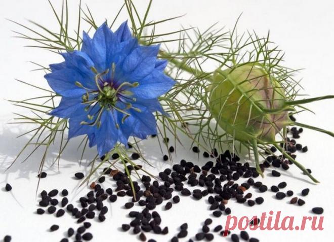 ЛЕЧЕБНЫЕ СВОЙСТВА ЧЕРНОГО ТМИНА