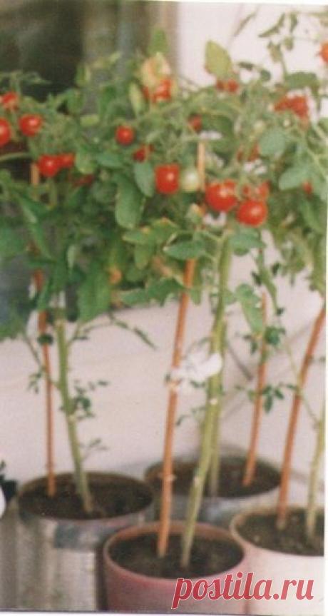 Как выращивали зелень на подоконнике три поколения | Блог Ирины Зайцевой