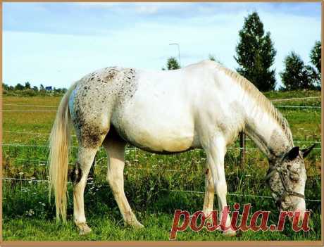 На прогулке. Лошади