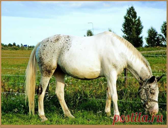 На прогулке. Лошади