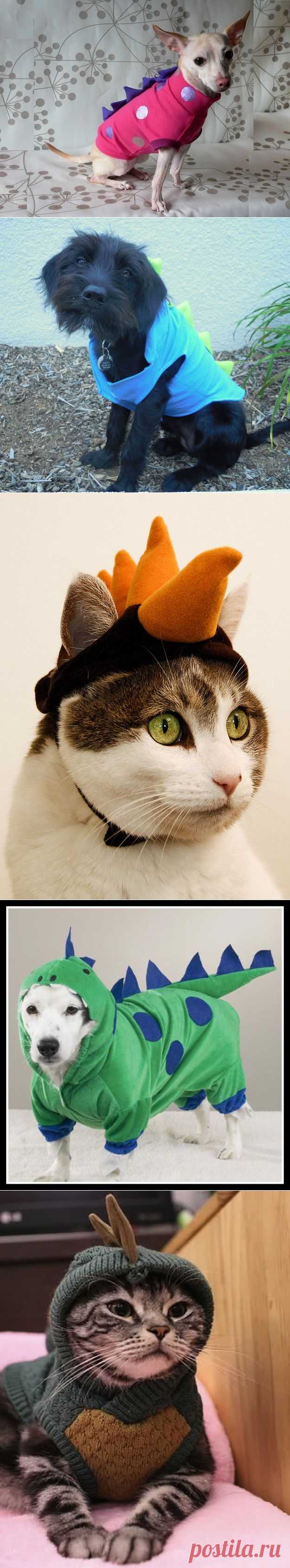 » Домашние любимцы в костюме динозавра Это интересно!