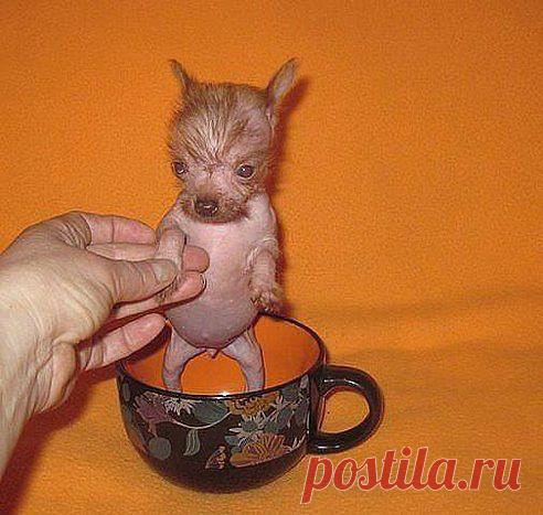 Продам буЛьтерьера! ..ЗлОй... Много жрЁт! ...Извините за неровный почерк ...Пишу в темноте ,...чтоб он не...видел!..