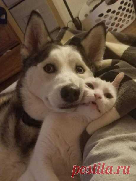 Иногда животные могут быть очень похожи на людей