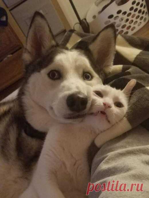 Иногда животные могут быть очень похожи на людей